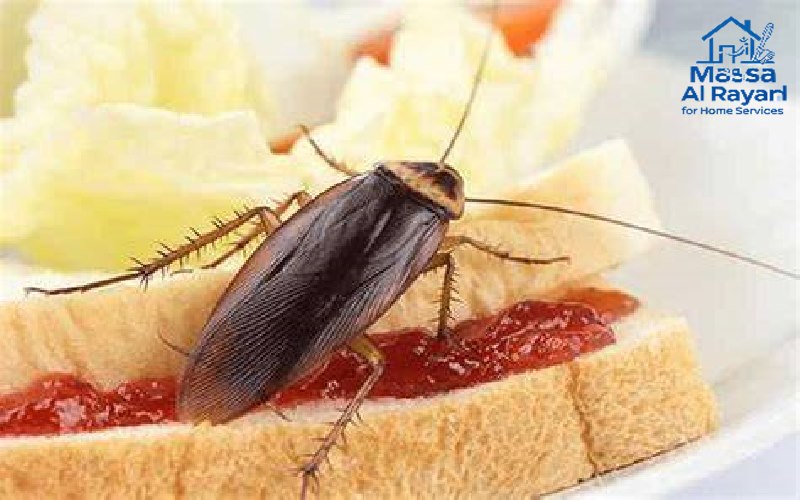 أضرار الصراصير على الصحة العامة وتلوث الطعام في المطابخ