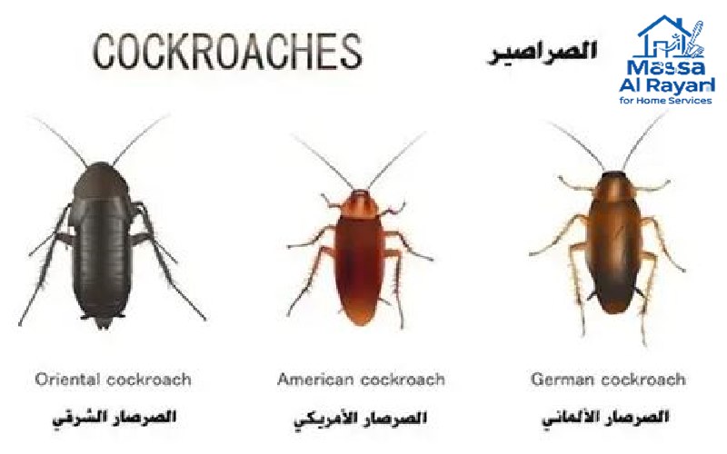 أنواع الصراصير في المنازل السعودية الصرصور الألماني والأمريكي والشرقي