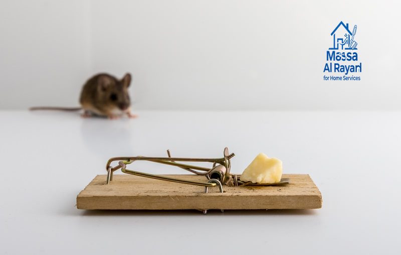 شركة مكافحة الفئران شمال الرياض 0545160653 2 طرق القضاء على الفئران