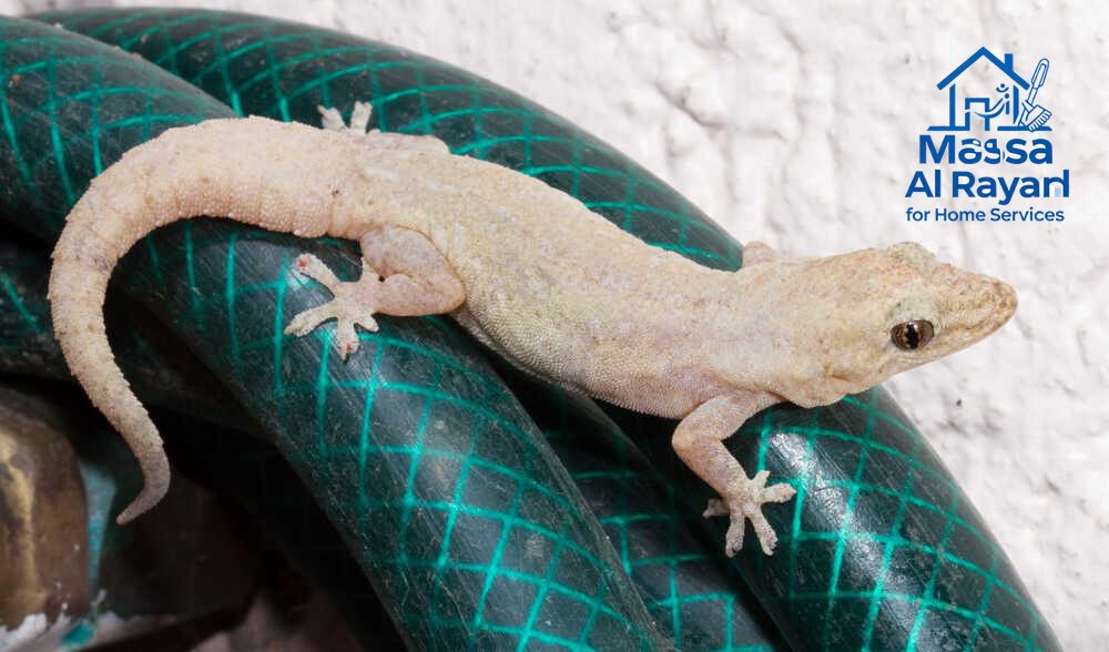 شركة مكافحة الوزغ بشمال الرياض