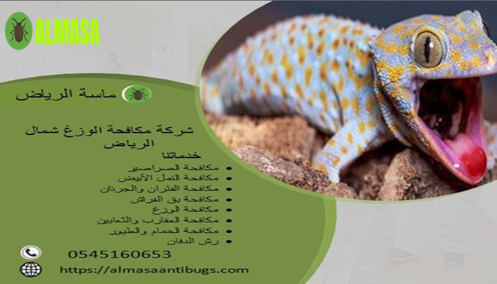 شركة مكافحة الوزغ بشمال الرياض| 0545160653