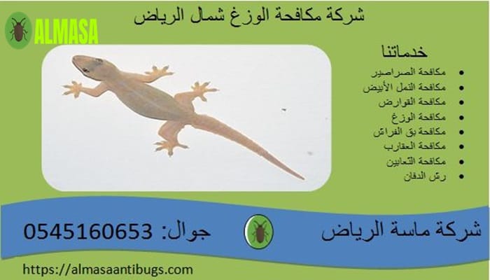 شركة مكافحة الوزغ بشمال الرياض0545160653 2 شركة مكافحة الوزغ بشمال الرياض| 0545160653