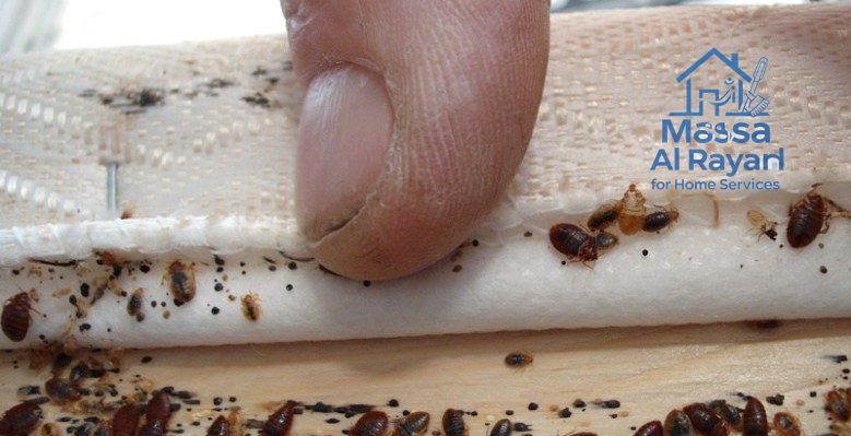 شركة مكافحة بق الفراش شمال الرياض