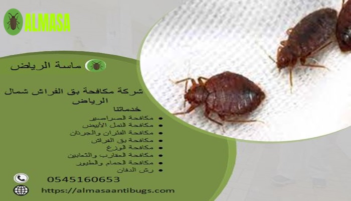 شركة مكافحة بق الفراش بشمال الرياض| 0545160653
