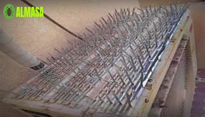 شركة مكافحة الحمام جنوب الرياض0545160653 2 مكافحة حمام جنوب الرياض020
