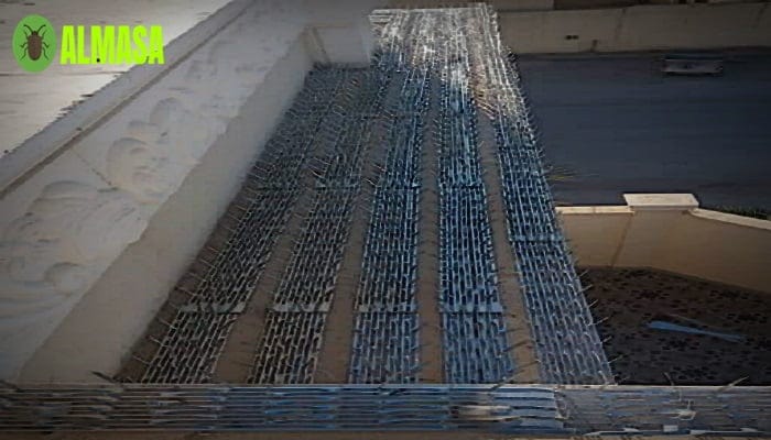شركة مكافحة الحمام شرق الرياض 0545160653 3 شركة مكافحة الحمام شرق الرياض 0545160653