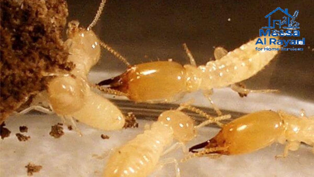 شركة مكافحة الأرضة شرق الرياض0545160653 1 شركة مكافحة الأرضة شرق الرياض 0545160653