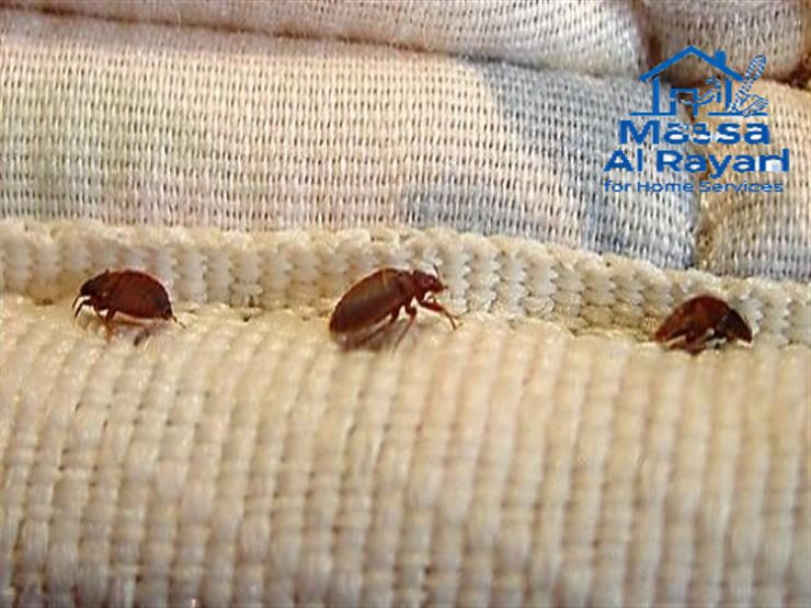 شركة مكافحة البق جنوب الرياض0545160653 2 شركة مكافحة البق جنوب الرياض005