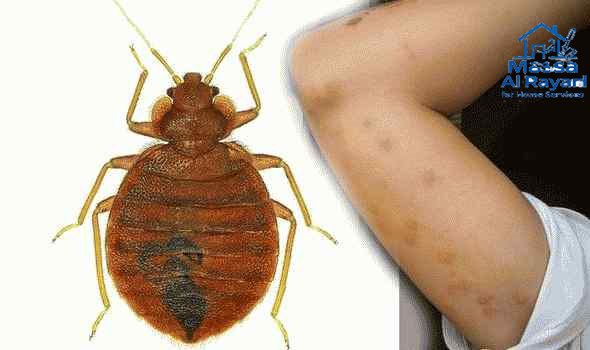 شركة مكافحة البق شرق الرياض0545160653 1 شركة مكافحة البق شرق الرياض 0545160653