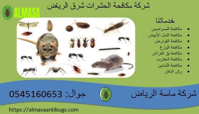 شركة مكافحة الحشرات شرق الرياض0545160653 3 شركة مكافحة الحشرات شرق الرياض 0545160653