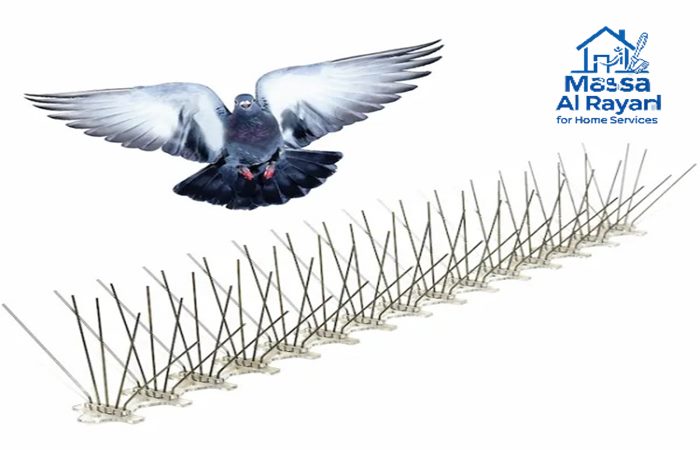 شركة مكافحة الحمام جنوب الرياض 0545160653