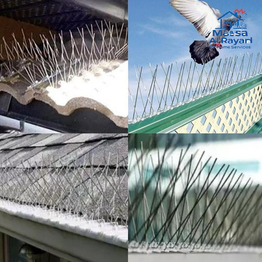 شركة مكافحة الحمام شرق الرياض 0545160653 1 شركة مكافحة الحمام شرق الرياض 0545160653