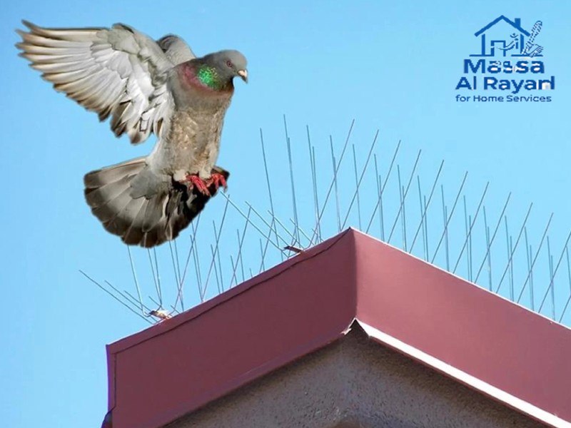 شركة مكافحة الحمام شرق الرياض 0545160653 3 شركة مكافحة الحمام شرق الرياض002