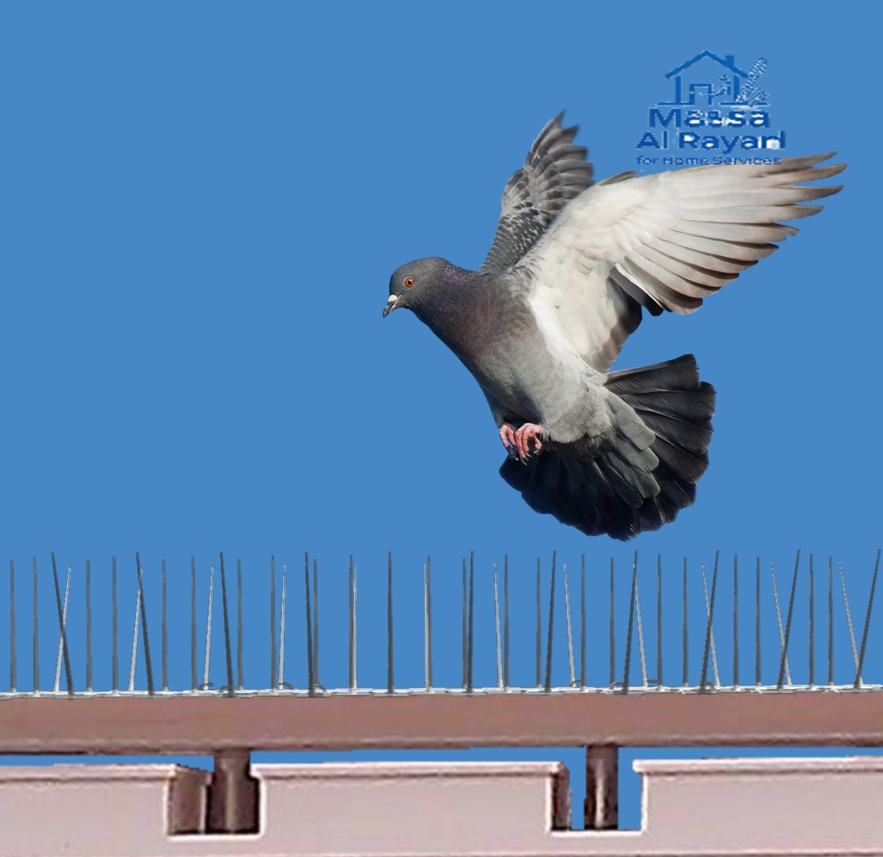 شركة تركيب طارد الحمام شمال الرياض