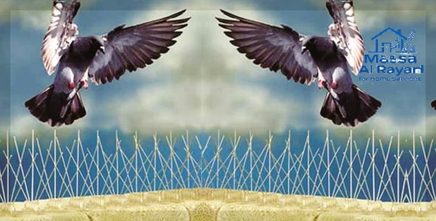 شركة مكافحة الحمام شمال الرياض