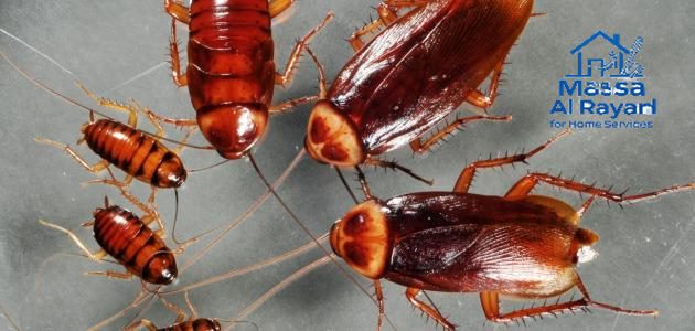 شركة مكافحة الصراصير جنوب الرياض
