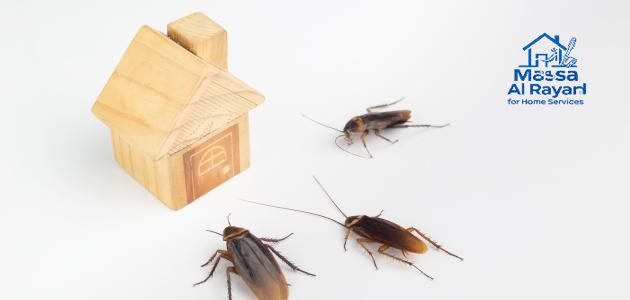 شركة مكافحة الصراصير جنوب الرياض