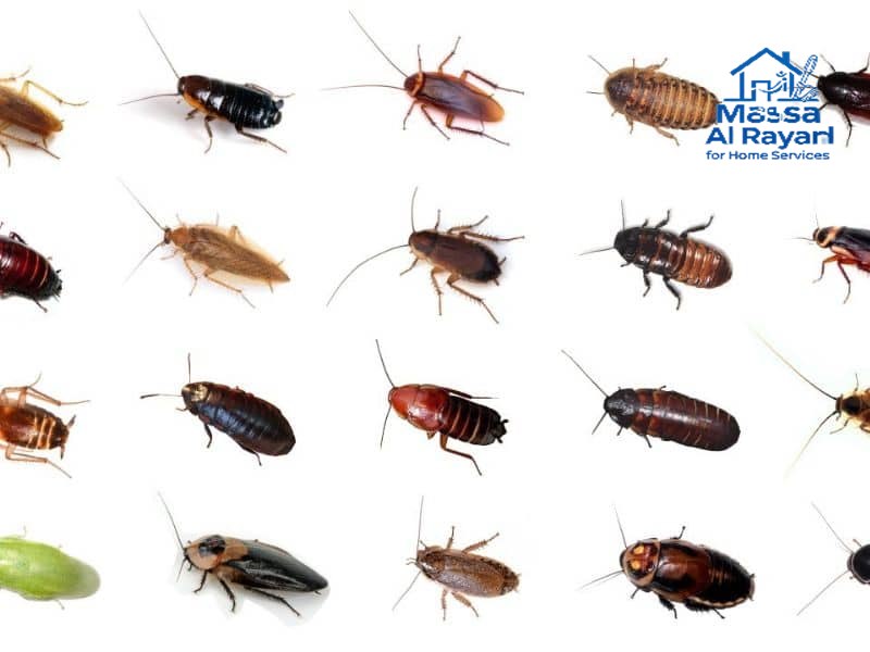 شركة مكافحة الصراصير شرق الرياض0545160653 2 شركة مكافحة الصراصير شرق الرياض006