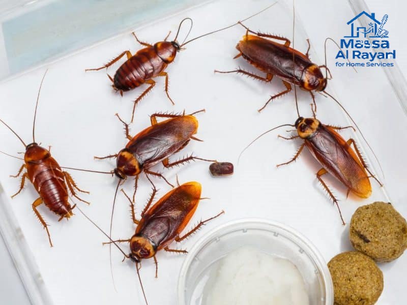 أفضل شركة مكافحة الصراصير غرب الرياض