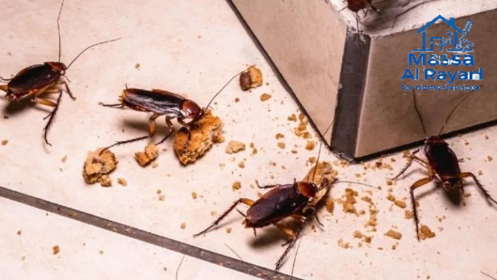 شركة مكافحة الصراصير غرب الرياض