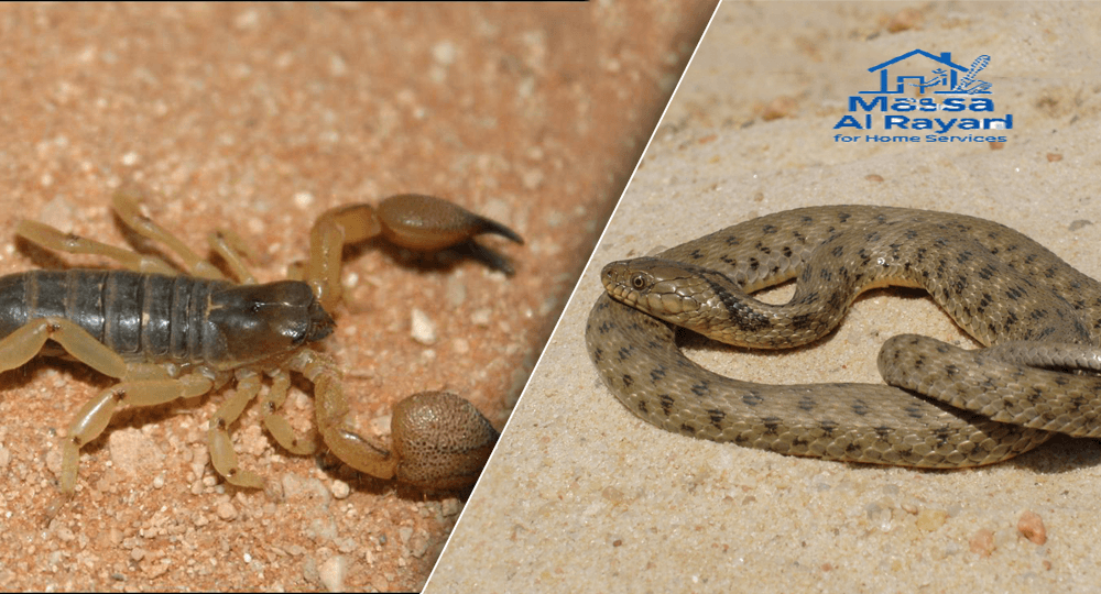 شركة مكافحة العقارب والثعابين بشمال الرياض