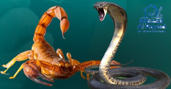 أفضل شركة مكافحة العقارب والثعابين جنوب الرياض