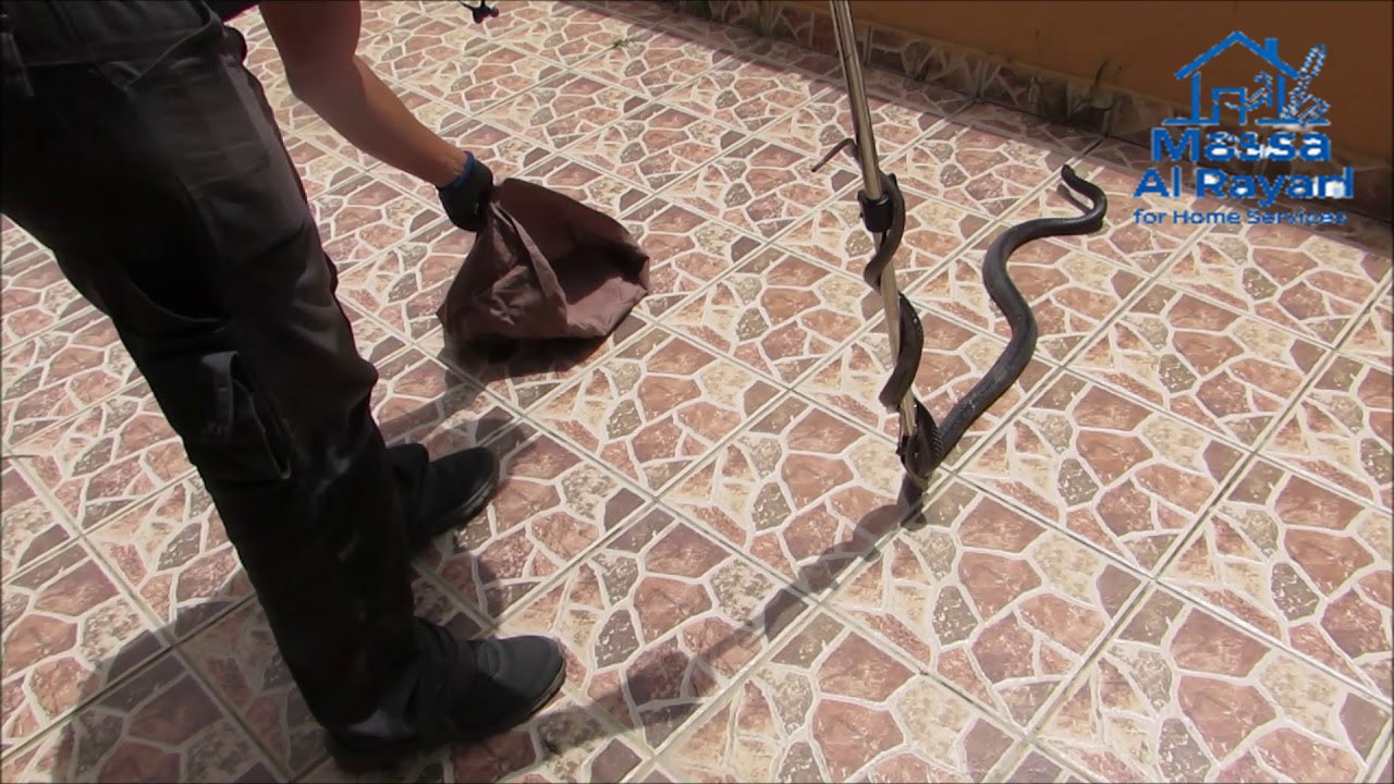 شركة مكافحة العقارب والثعابين شرق الرياض0545160653 1 شركة مكافحة العقارب والثعابين شرق الرياض 0545160653
