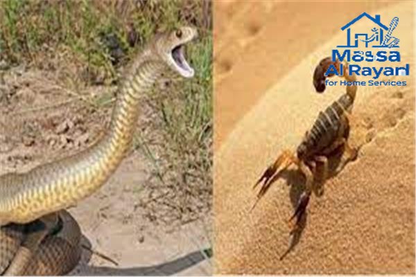 شركة مكافحة العقارب والثعابين شرق الرياض0545160653 3 مكافحة العقارب والثعابين شرق الرياض