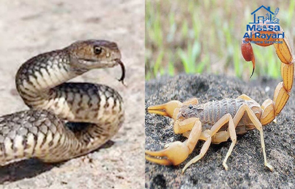 شركة مكافحة العقارب والثعابين غرب الرياض 0545160653