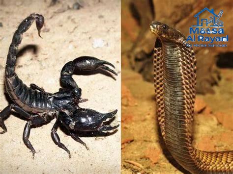 شركة مكافحة العقارب والثعابين غرب الرياض0545160653 2 أفضل شركة مكافحة العقارب والثعابين غرب الرياض