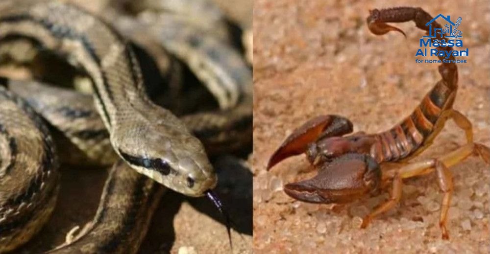 شركة مكافحة العقارب والثعابين غرب الرياض0545160653 3 مكافحة العقارب والثعابين غرب الرياض