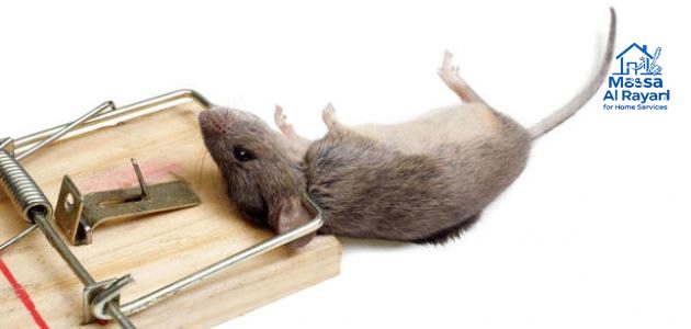 شركة مكافحة الفئران جنوب الرياض 0545160653 2 أفضل شركة مكافحة الفئران جنوب الرياض