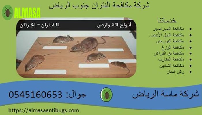 شركة مكافحة الفئران جنوب الرياض 0545160653 2 شركة مكافحة الفئران جنوب الرياض 0545160653