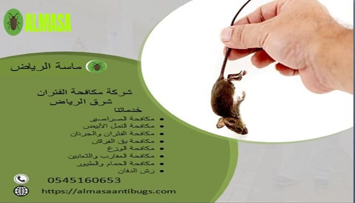 شركة مكافحة الفئران شرق الرياض 0545160653