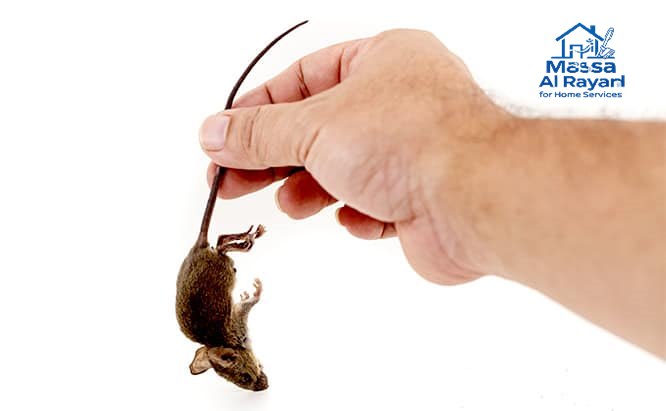 شركة مكافحة الفئران شرق الرياض0545160653 1 شركة مكافحة الفئران شرق الرياض| 0545160653