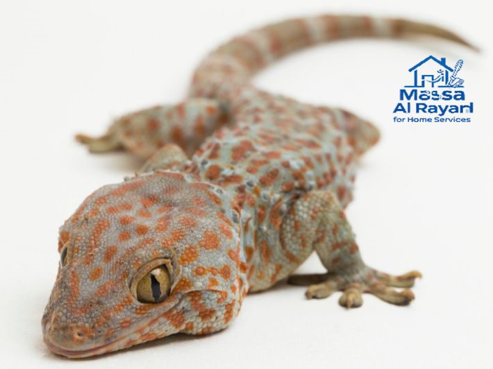 شركة مكافحة الوزغ جنوب الرياض 0545160653