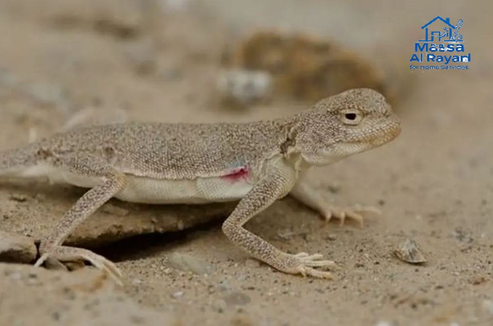 مكافحة الوزغ شرق الرياض