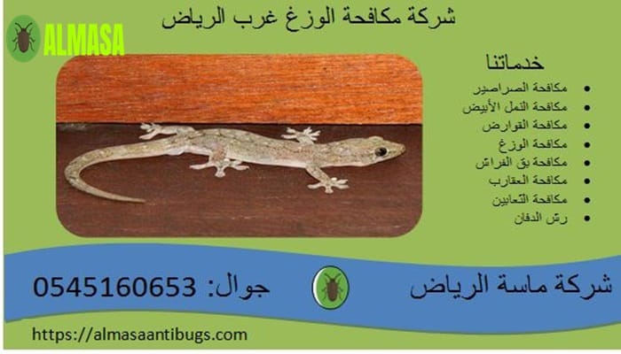 شركة مكافحة الوزغ غرب الرياض0545160653 3 شركة مكافحة الوزغ غرب الرياض 0545160653
