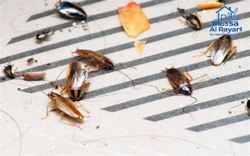 شركة مكافحة الحشرات بالمزاحمية007