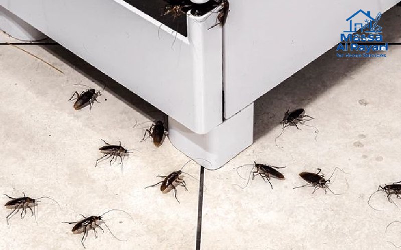 شركة مكافحة الحشرات ورش المبيدات بالدرعية 2 شركة مكافحة الحشرات ورش المبيدات بالدرعية000