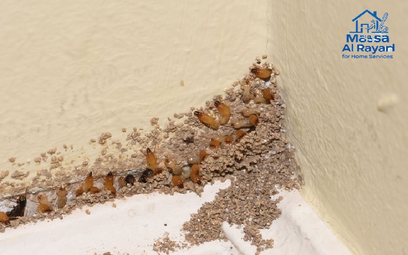شركة مكافحة الحشرات ورش المبيدات بالدرعية 3 شركة مكافحة الحشرات ورش المبيدات بالدرعية002