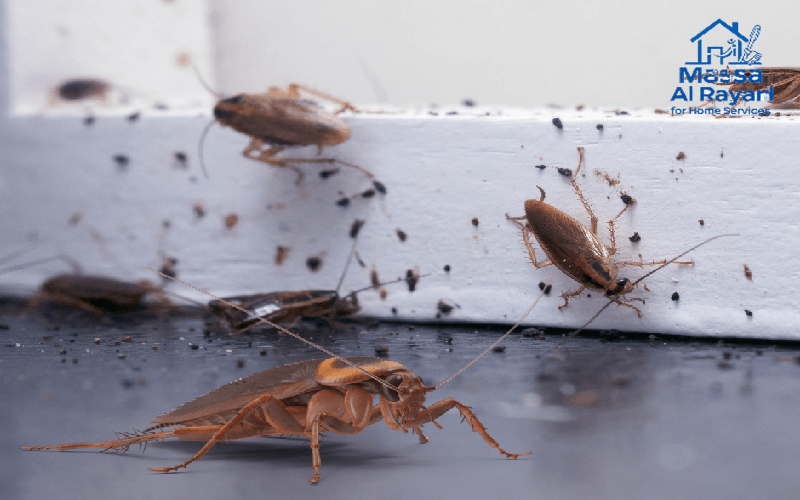 شركة مكافحة الحشرات ورش المبيدات بالدوادمى001