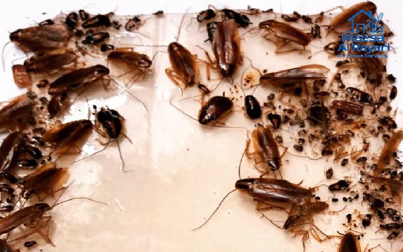 شركة مكافحة الحشرات ورش المبيدات بالقويعية 2 شركة مكافحة الحشرات ورش المبيدات بالقويعية004