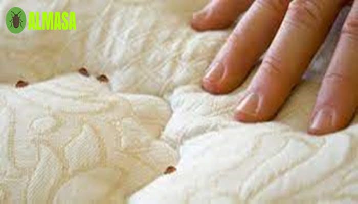 شركة مكافحة بق فراش بالرياض 2 شركة مكافحة بق الفراش بالرياض 0545160653