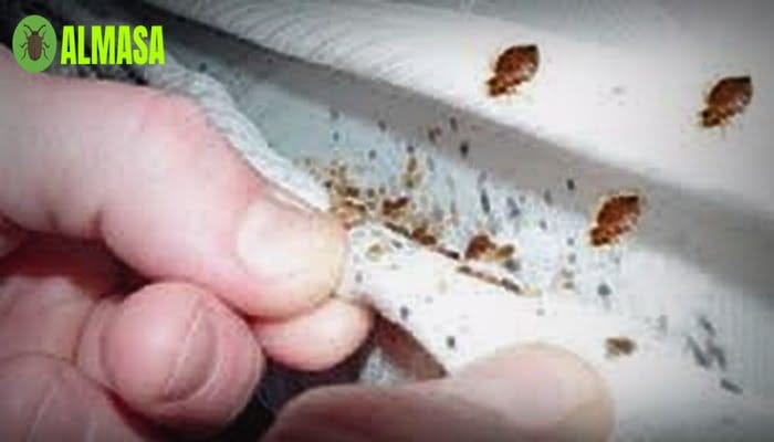 مكافحة حشرات رش مبيد بالرياض 3 رش مبيدات