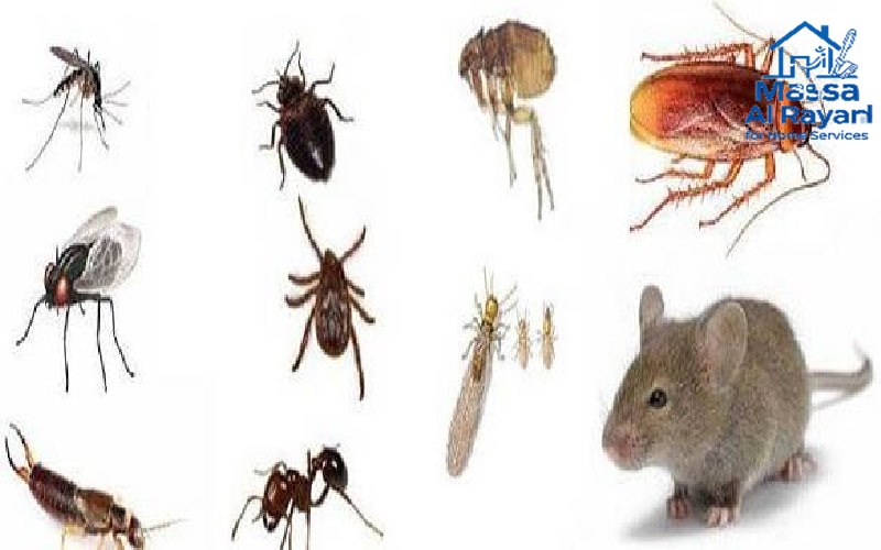 أنواع الحشرات الشائعة في الرياض - صراصير، نمل أبيض، بق، فئران