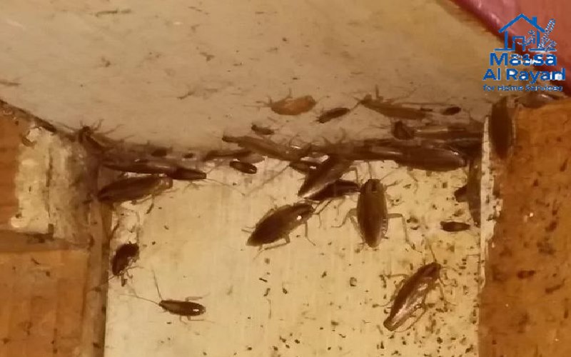 مكافحة الصراصير الألمانية في الرياض باستخدام الطعوم الجاذبة