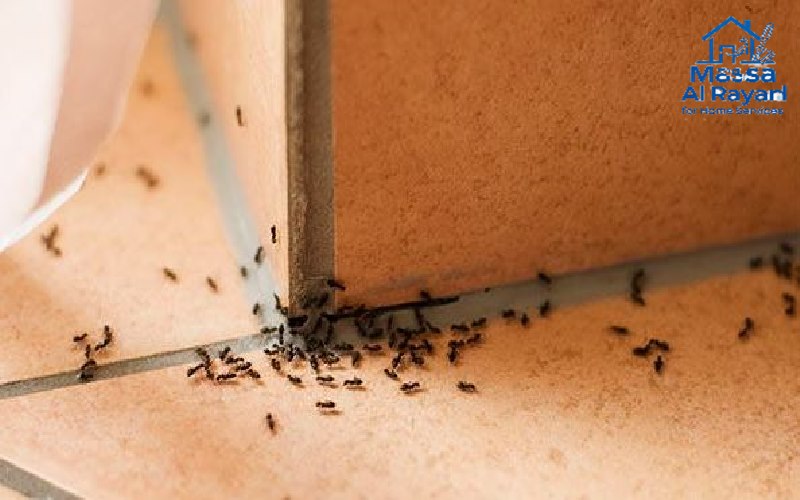 مكافحة النمل بأفضل الطرق العلمية والعملية