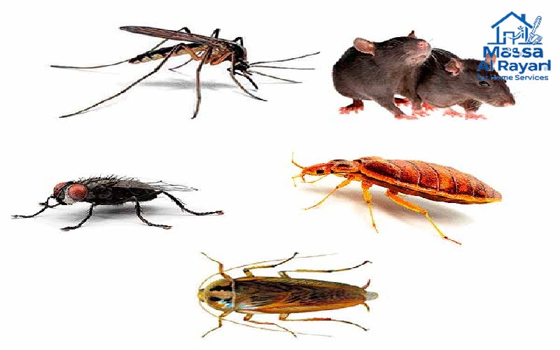 مكافحة الحشرات006