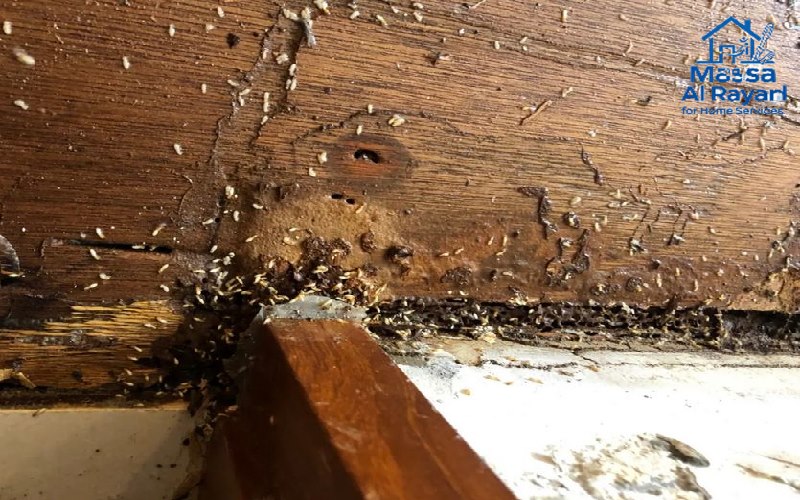 النمل الأبيض الخطر الصامت الذى يدمر هياكل المباني